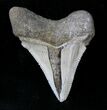 Chubutensis (Megalodon Ancestor) Tooth - Virginia #19927-1